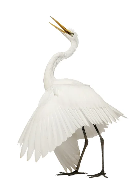 stock image Great Egret or Great White Egret or Common Egret, Ardea alba, standing in front of white background