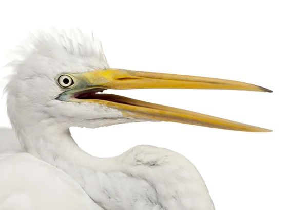 Close up of Great Egret or Great White Egret or Common Egret, Ardea alba in front of white background — Stock Photo, Image