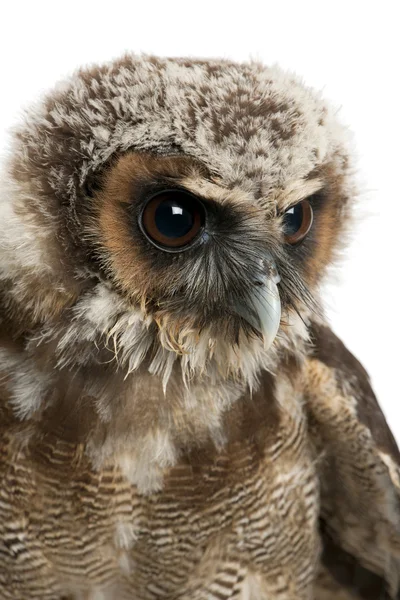 Close up of Brown Wood Owl, Strix leptogrammica, in front of whi — 스톡 사진