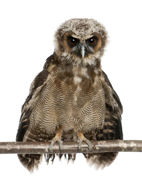 Portrait of Brown Wood Owl, Strix leptogrammica, perching in fro — Stock Photo, Image
