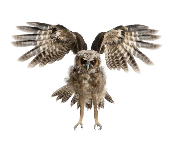 Портрет коричневой совы, стрикс-лептограммы, летящей впереди — стоковое фото