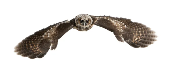 棕色的木猫头鹰，strix leptogrammica 飞在前面的肖像 — 图库照片