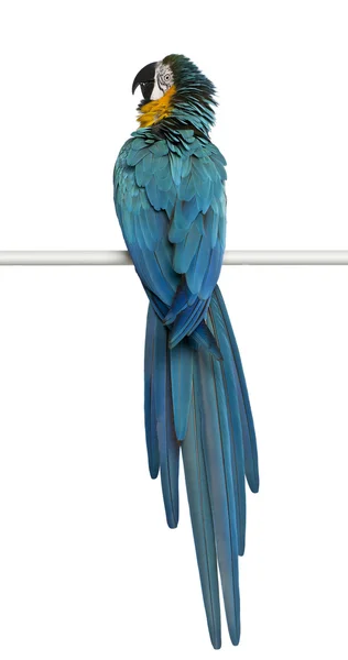 Blue and Yellow Macaw, Ara Ararauna, perching in front of white background — Stock Photo, Image
