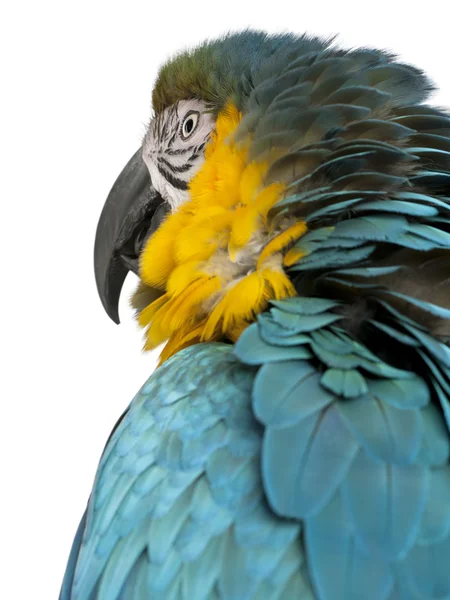 Mavi ve sarı Amerika papağanı-beyaz arka plan önünde ara ararauna yakın çekim — Stok fotoğraf