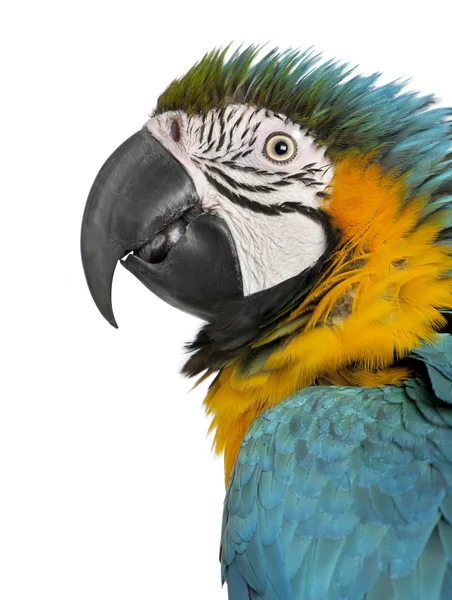Zblízka modré a žluté papoušek ara ararauna, před bílým pozadím — Stock fotografie