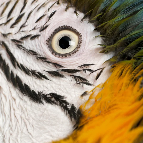 Portrait of Blue and Yellow Macaw, Ara Ararauna, eye — Stock Photo, Image