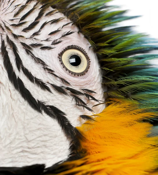 Mavi ve sarı Amerika papağanı, ara ararauna, göz yakın çekim — Stok fotoğraf