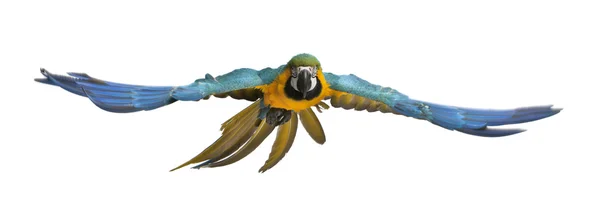 Портрет сине-желтого Макао, Арарауна, летящий перед белым фоном — стоковое фото