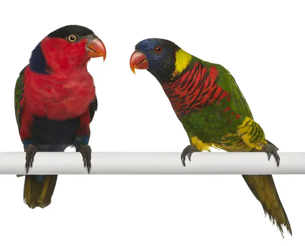Ornate Lorikeet, Trichoglossus ornatus, and Black-capped Lory, Lorius lory, perching in front of white background — Stock Photo, Image