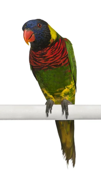 Portret van sierlijke vogels, trichoglossus ornatus, een papegaai, zitstokken voor witte achtergrond — Stockfoto