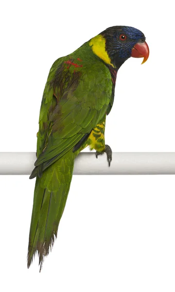 Sierlijke vogels, trichoglossus ornatus, een papegaai, zitstokken voor witte achtergrond — Stockfoto