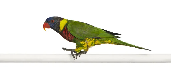Ornate Lorikeet, Trichoglossus ornatus, a parrot, perching in front of white background — Stock Photo, Image