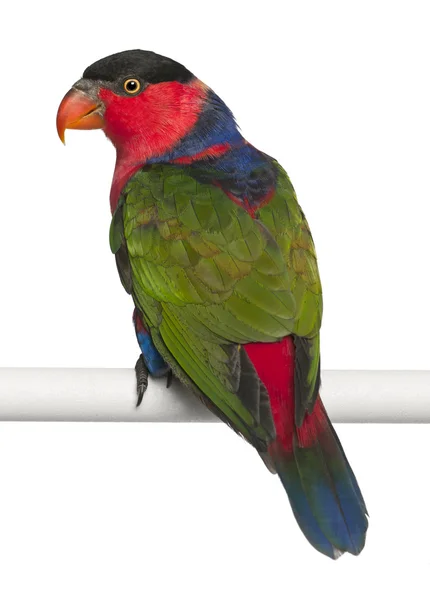 Prunkvoller Lorbeer, Trichoglossus ornatus, ein Papagei, der vor weißem Hintergrund hockt — Stockfoto