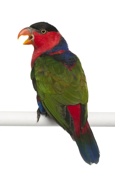Ornate Lorikeet, Trichoglossus ornatus, um papagaio, empoleirado na frente do fundo branco — Fotografia de Stock