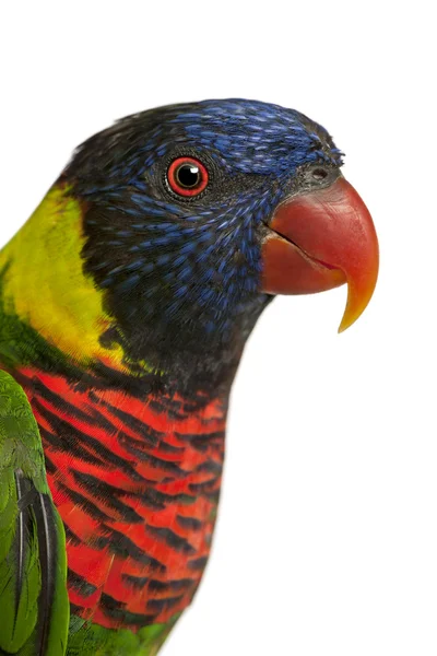 Close up de Ornate Lorikeet, Trichoglossus ornatus, um papagaio na frente do fundo branco — Fotografia de Stock