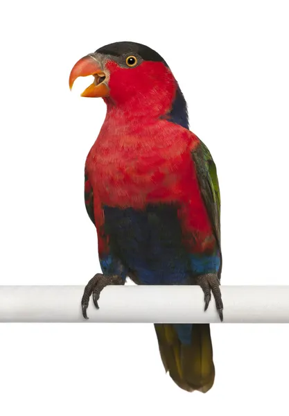 Black-capped Lory, Lorius lory, também conhecido como Western Black-capped Lory ou o Tricolored Lory, um papagaio empoleirado na frente do fundo branco — Fotografia de Stock