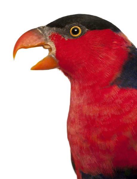 Close up of Black-capped Lory, Lorius lory, also known as Western Black-capped Lory or the Tricolored Lory, a parrot in front of white background — 스톡 사진