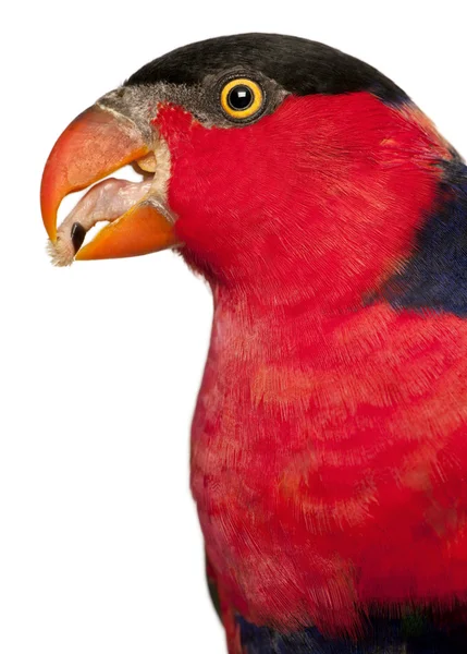 Retrato de Lory Black-capped, Lorius lory, também conhecido como Western Black-capped Lory ou o Tricolored Lory, um papagaio na frente de fundo branco — Fotografia de Stock