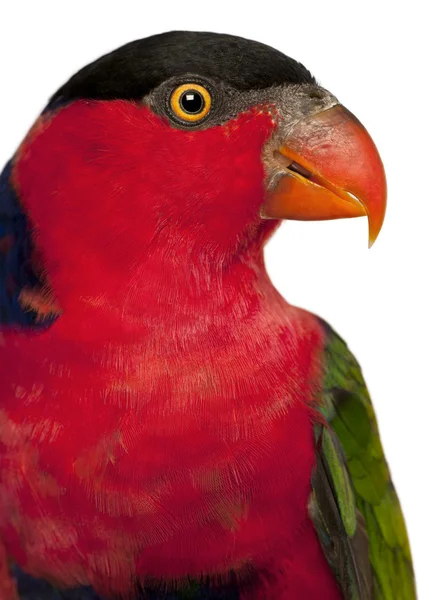 Close up of Black-capped Lory, Lorius lory, also known as Western Black-capped Lory or the Tricolored Lory, a parrot in front of white background — Stock Photo, Image