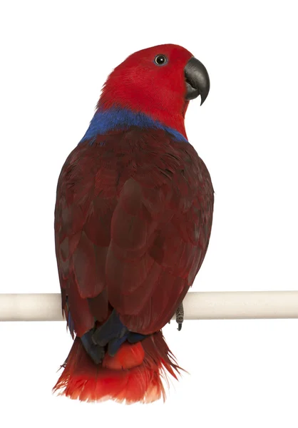 Eclectus papagaio fêmea, Eclectus roratus, na frente de fundo branco — Fotografia de Stock