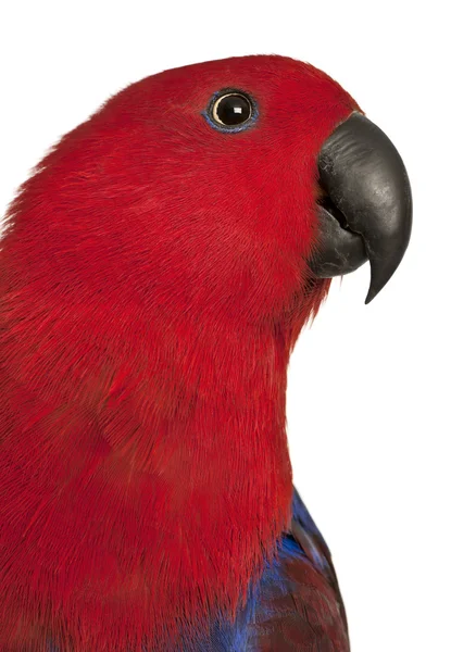 Zblízka ženské eclectus papoušek, eclectus roratus před bílým pozadím — Stock fotografie