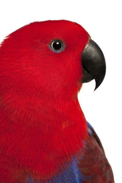 Close up van vrouwelijke eclectus papegaai, eclectus roratus, voor witte achtergrond — Stockfoto