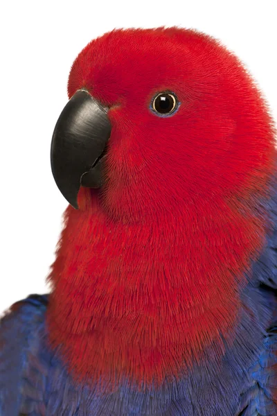 Close up of Female Eclectus Parrot, Eclectus roratus, in front of white background — 스톡 사진