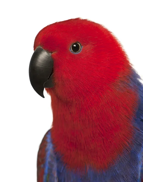 Close up of Female Eclectus Parrot, Eclectus roratus, in front of white background — Stock Photo, Image