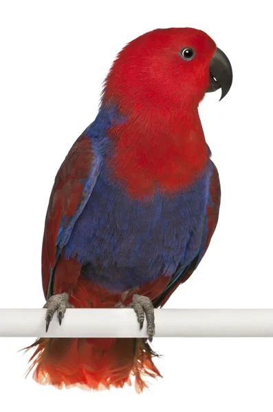 Eclectus papagaio fêmea, Eclectus roratus, poleiro na frente de fundo branco — Fotografia de Stock