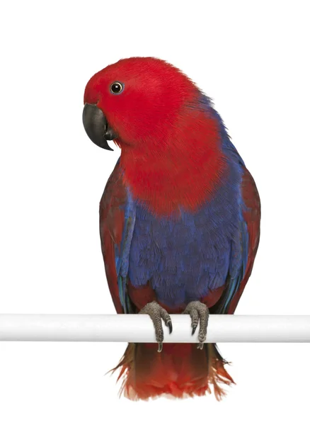 Vrouwelijke eclectus papegaai, eclectus roratus, zitstokken voor witte achtergrond — Stockfoto