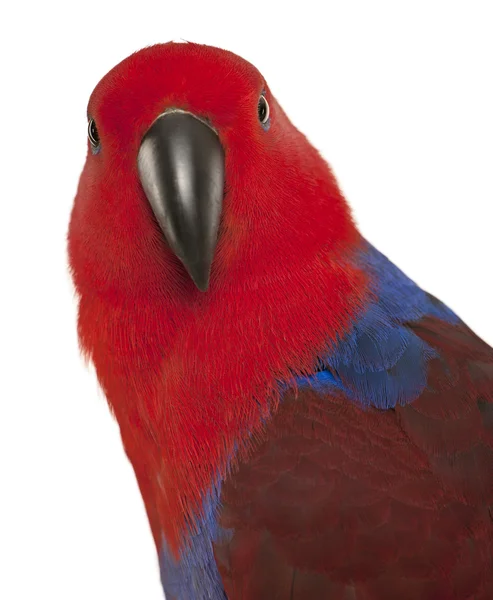 Portret kobiety eclectus papuga, eclectus roratus, przed białym tle — Zdjęcie stockowe
