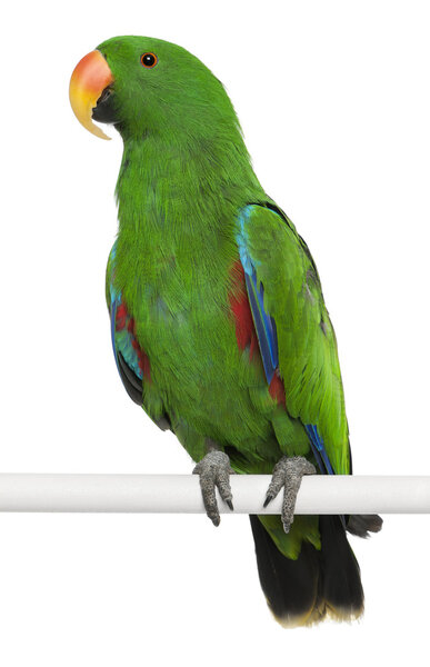 Мужчина Eclectus Parrot, Eclectus roratus, сидит на белом фоне
