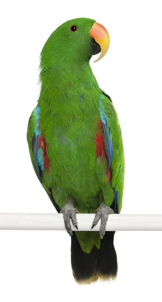 Male Eclectus Parrot, Eclectus roratus, perching in front of white background — Stock Photo, Image