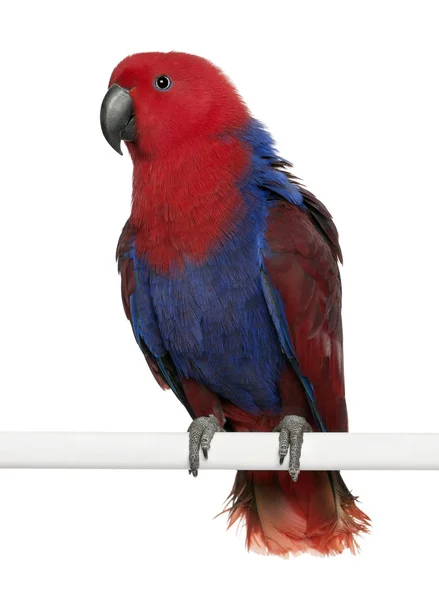 Porträtt av kvinnliga eclectus papegoja, eclectus roratus, sittande framför vit bakgrund — Stockfoto