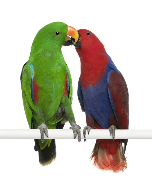 Manliga och kvinnliga eclectus papegojor, eclectus roratus, sittande i — Stockfoto