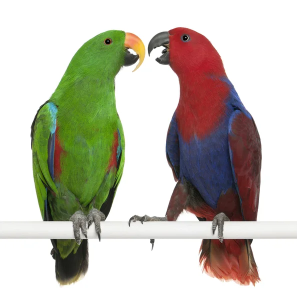 Samci a samice eclectus papoušci, eclectus roratus, sedící v — Stock fotografie