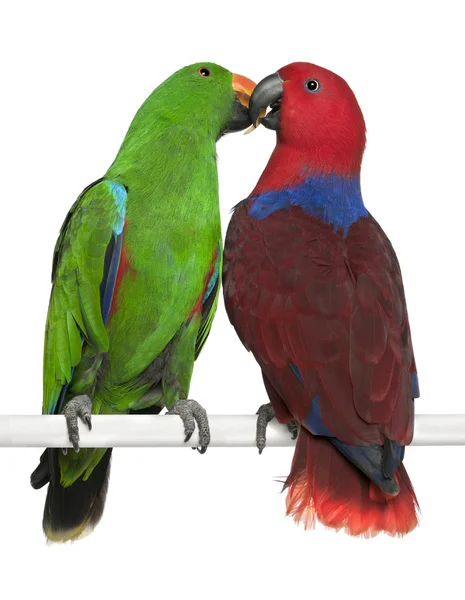 Παπαγάλοι eclectus αρσενικά και θηλυκά, eclectus roratus, κούρνιασμα στην — Φωτογραφία Αρχείου