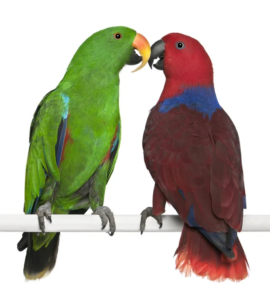 Мужчина и женщина Eclectus Parrots, Eclectus roratus, садятся в — стоковое фото
