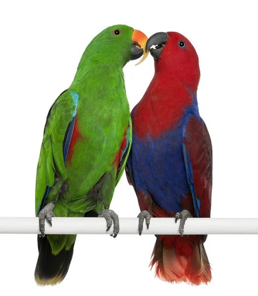 Männliche und weibliche eclectus Papageien, eclectus roratus, hocken in — Stockfoto