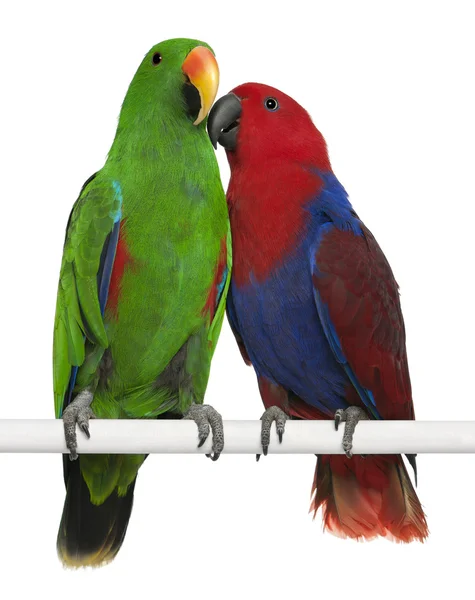 Чоловічий і жіночий Eclectus Parrots, Eclectus roratus, всмоктування — стокове фото