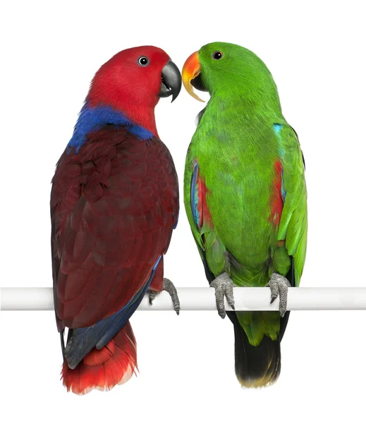 Male and Female Eclectus Parrots, Eclectus roratus, perching in — 스톡 사진