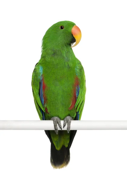 Mužské eclectus papoušek, eclectus roratus, sedící před bílým pozadím — Stock fotografie