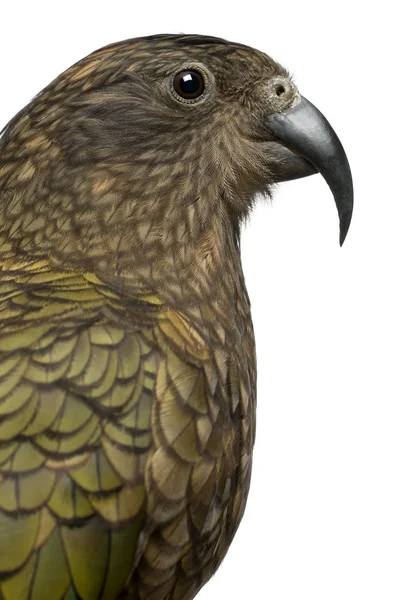 Retrato de Kea, Nestor notabilis, um papagaio na frente do fundo branco — Fotografia de Stock
