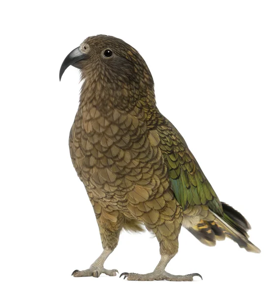 Kea, Nestor notabilis, a parrot, standing in front of white background — Stock Photo, Image