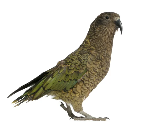 Portrait of Kea, Nestor notabilis, a parrot in front of white background — 스톡 사진