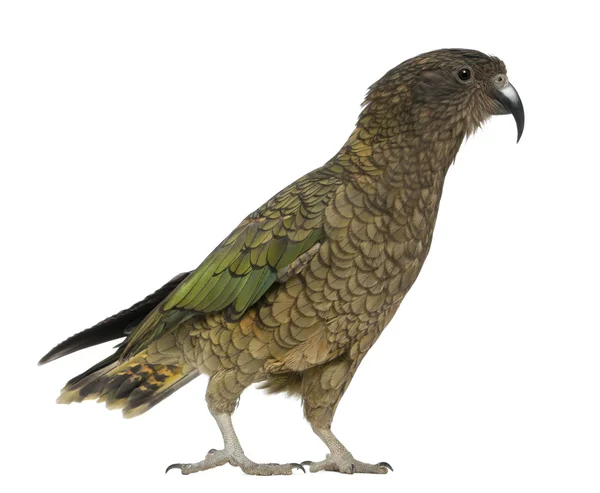 Kea, Nestor notabilis, a parrot, standing in front of white background — Stock Photo, Image