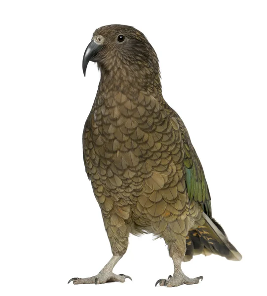 Kea, Nestor notabilis, un pappagallo, in piedi davanti allo sfondo bianco — Foto Stock
