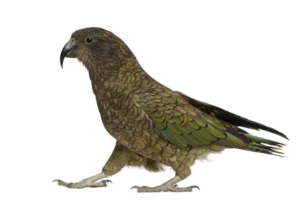 Kea, Nestor notabilis, um papagaio, de pé em frente ao fundo branco — Fotografia de Stock