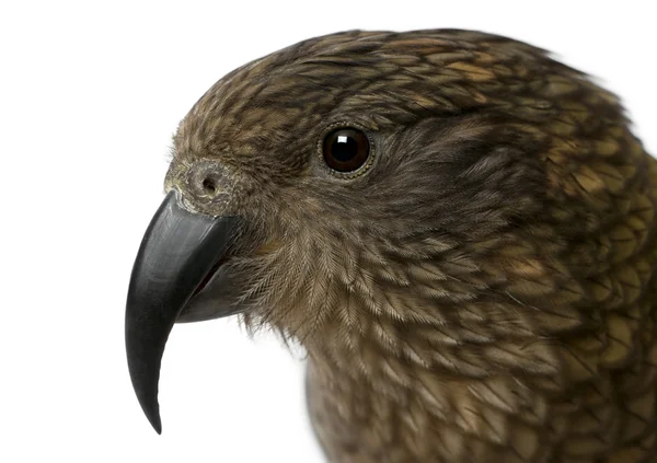 Portrait of Kea, Nestor notabilis, a parrot in front of white background — Stock Photo, Image