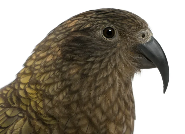 Retrato de Kea, Nestor notabilis, um papagaio na frente do fundo branco — Fotografia de Stock